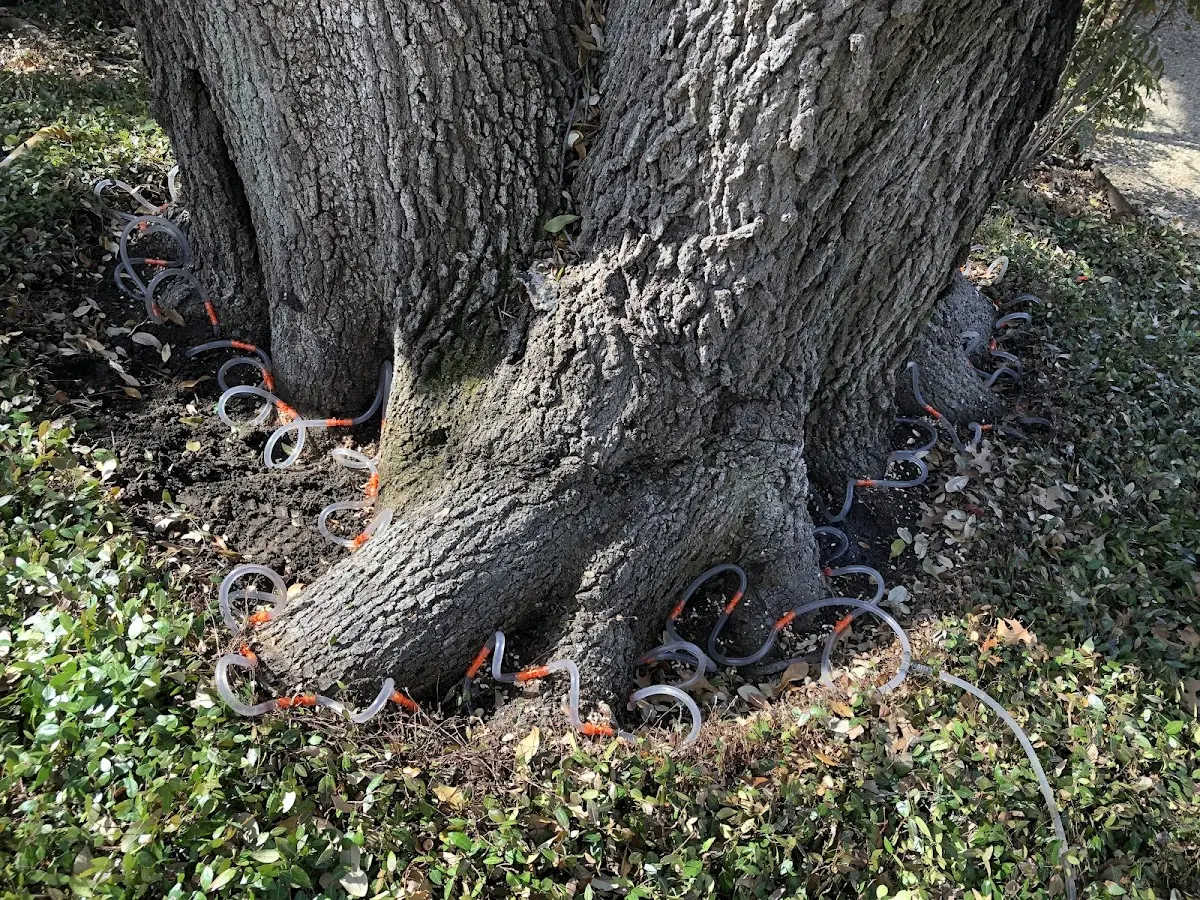 Detailed Tree Cabling and Bracing job site in La Place